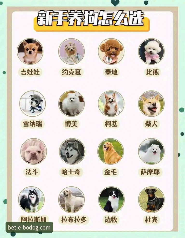 博狗网APP官方下载与登录完整指南：认准BODOG正版入口